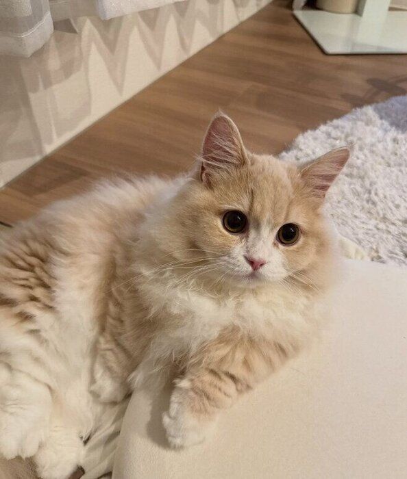 くつろいでいるミヌエット