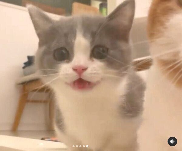 ごはんを待つココタくん