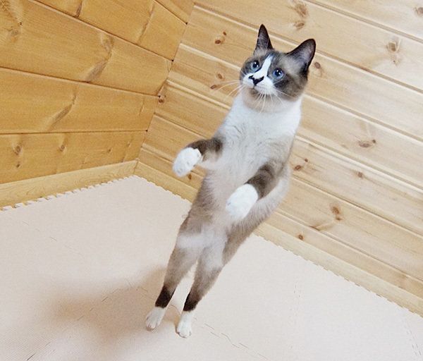 あんこちゃん