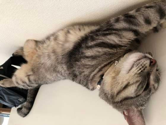 ごろ〜んと眠るサバトラ