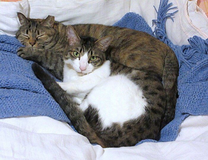 まったりする2匹