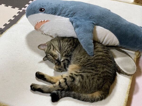 サメさんに抱きしめられるようにして眠る猫ちゃん