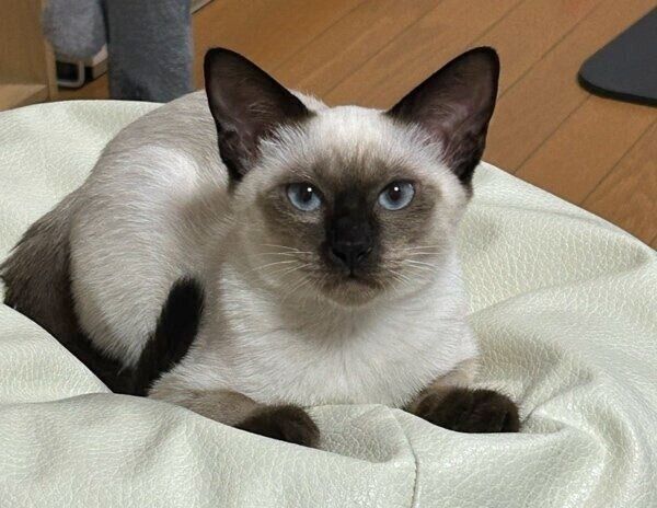 お迎え当時のるるちゃん