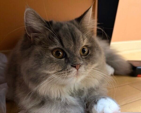 飼い主さんの足を枕にするサイちゃん
