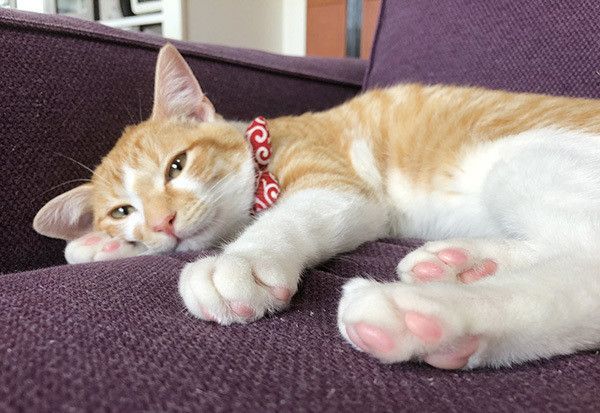 見つめる猫