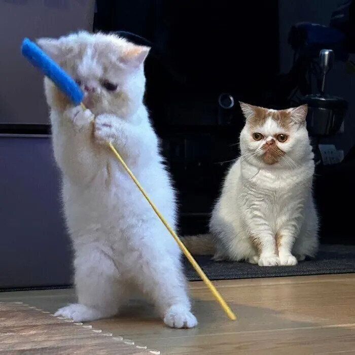 がじゅまるくんを見つめるもずくちゃんの表情がたまらない