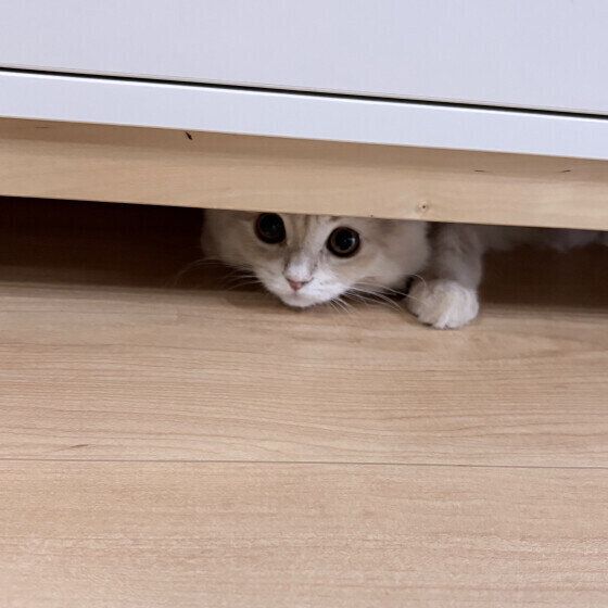 ラガマフィンのここあちゃん