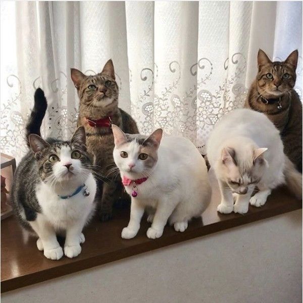 ニャンズ