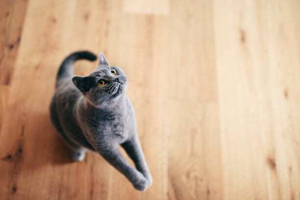 かわいい英国の猫は、自宅で床に遊んで楽しんで