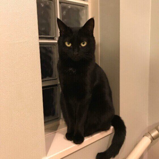 見つめる猫
