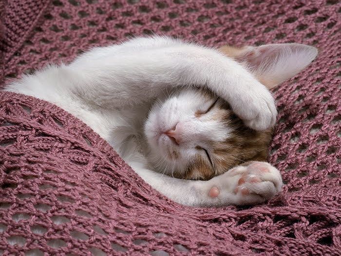 手を上げて眠る猫