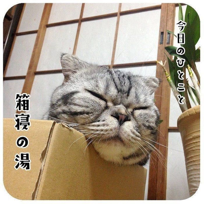 @tacos_cat