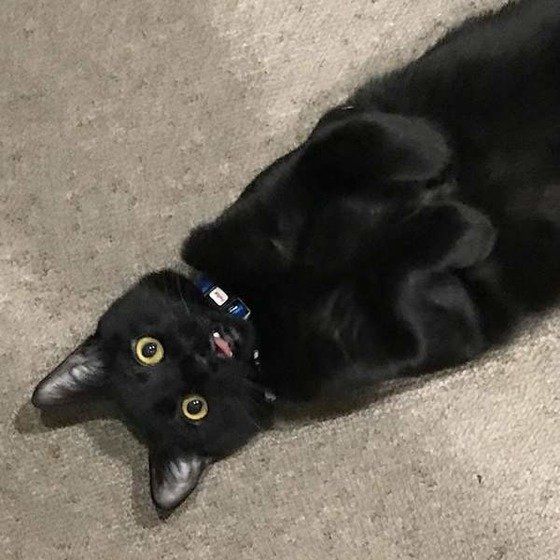 ヘソ天する猫