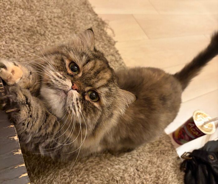 飼い主を見上げるミヌエット