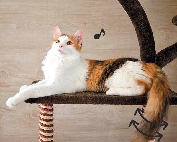 猫のしっぽでわかる猫の気持ち