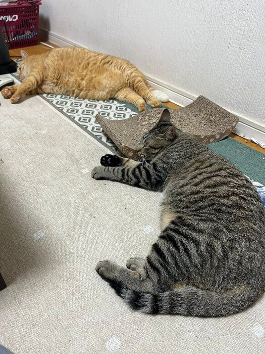 2匹の猫