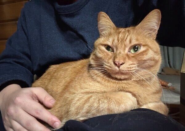 膝の上でゆたんぽになるゆたくん