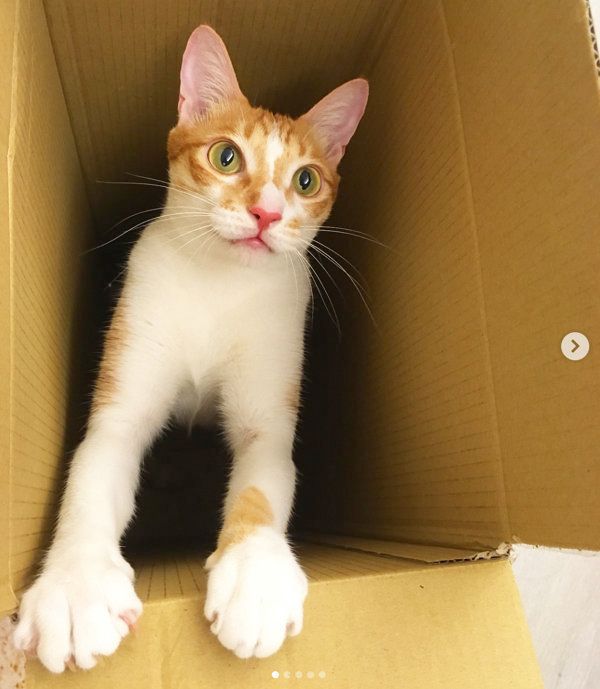 箱に入る猫