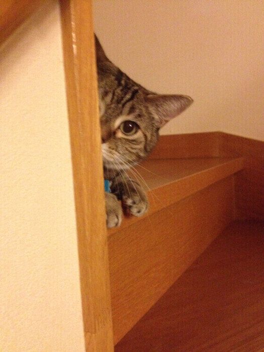 Hokuleaちゃんのかくれんぼ