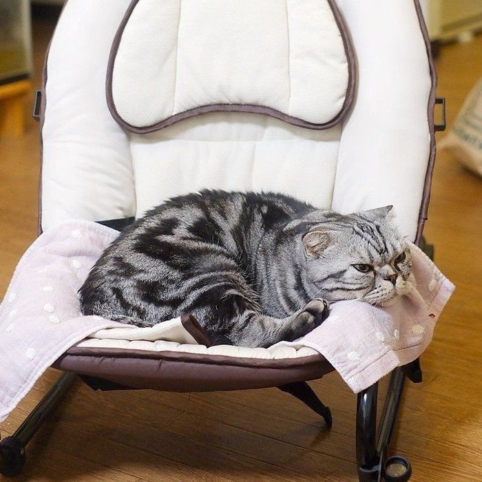 @tacos_cat