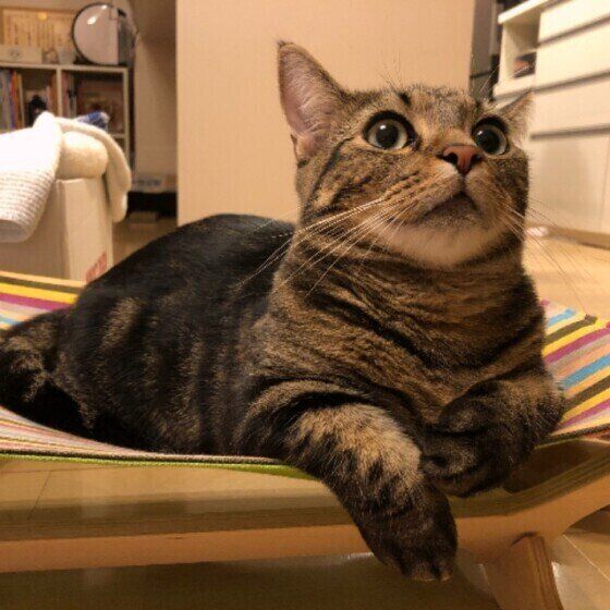 見上げる猫