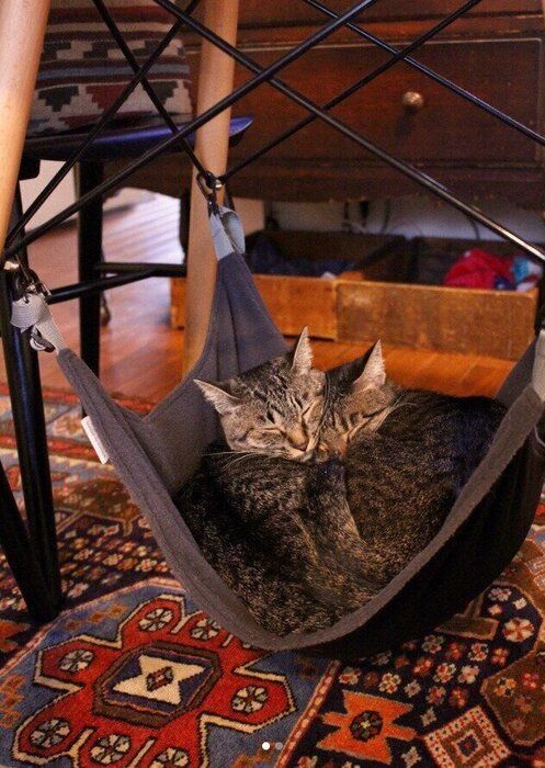ニャンモックで眠る2匹の猫