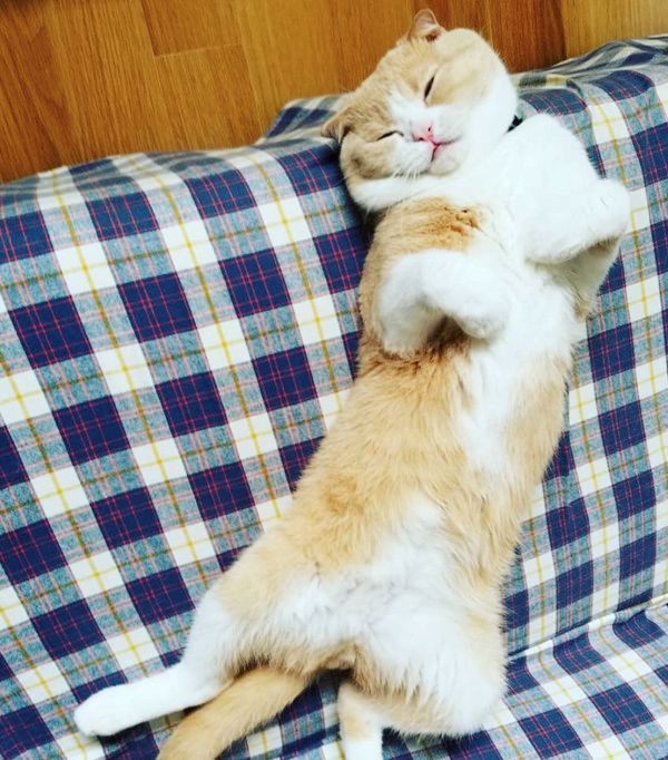 おじさんに見える猫