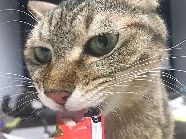 見つめる猫