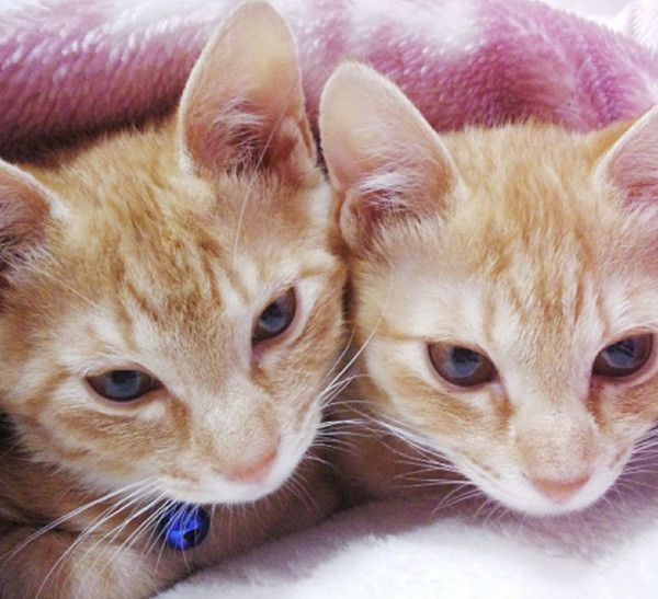 2匹の猫
