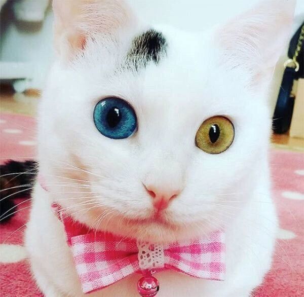 くつろぐはなちゃん