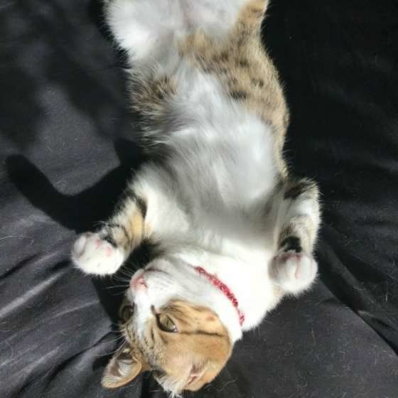 ヘソ天する猫