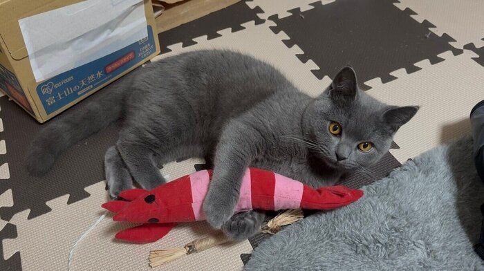 ぬいぐるみで遊ぶおこげくん