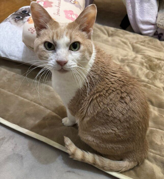 飼い主さんを見つめるおっちいくん。