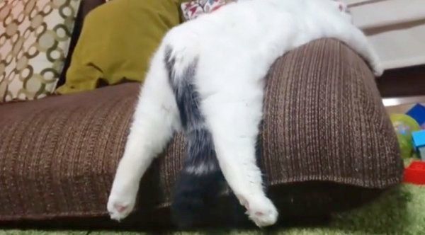 ソファでぐでっとするライくん