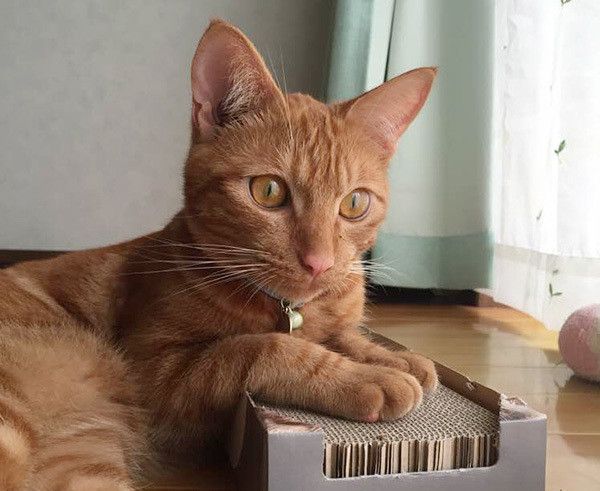 見つめる猫
