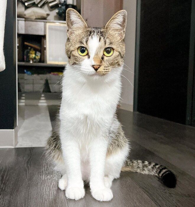 見つめるラテちゃん