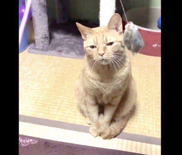 猫じゃらしには見向きもせず、ウトウトするポン子ちゃん