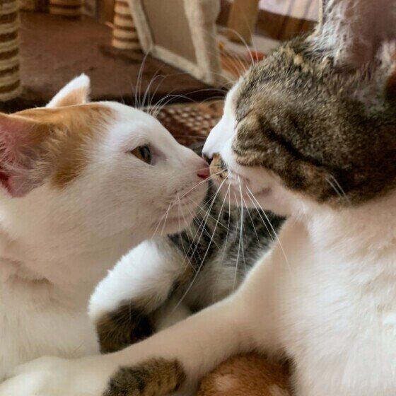 ココちゃんとルイちゃんの鼻チュー