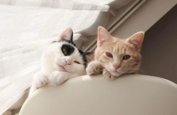 パンきゅんとねくすちゃん