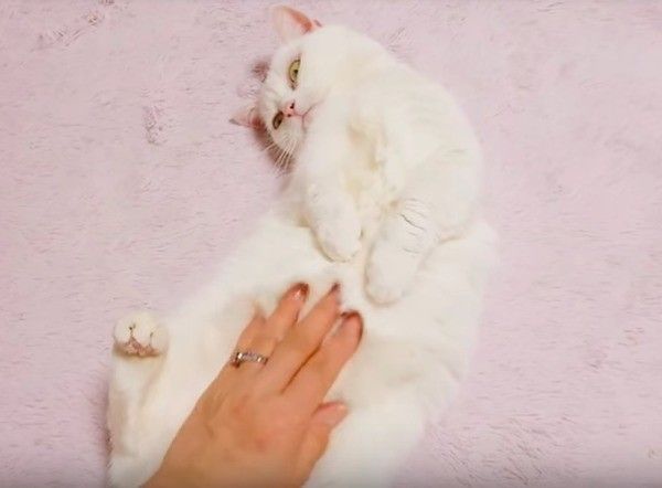 マンチカン