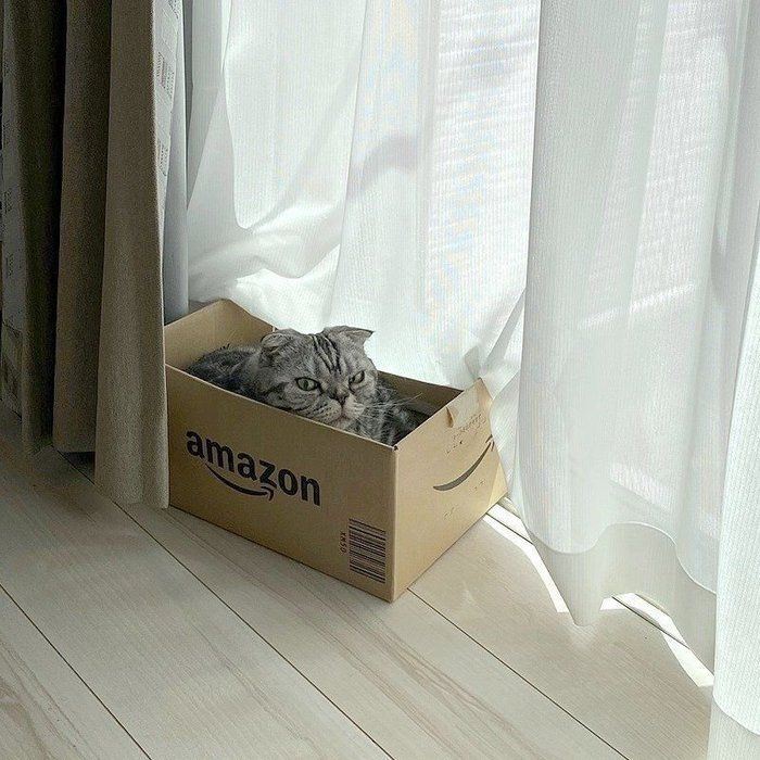 @tacos_cat