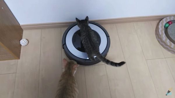 ルンバに乗る猫