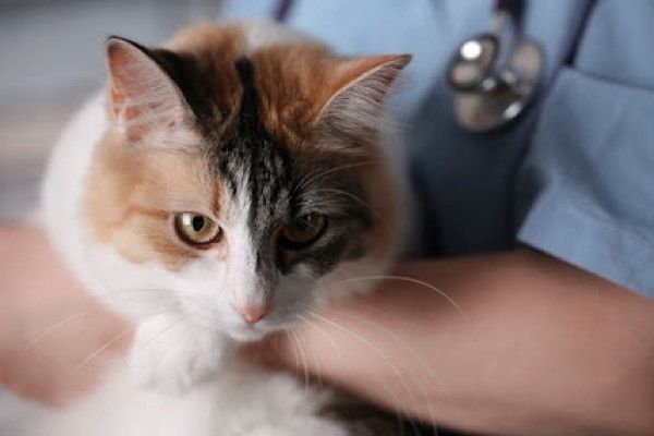 診察を受ける猫