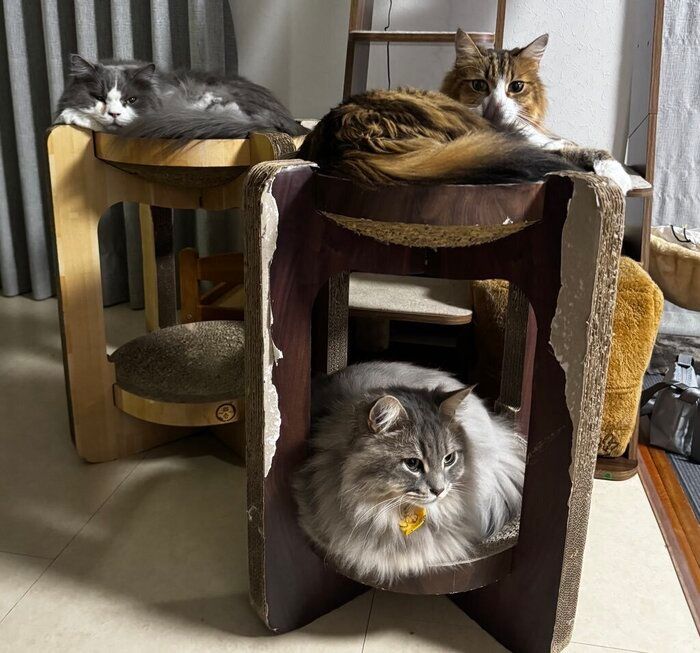 くつろいでいる3匹の猫