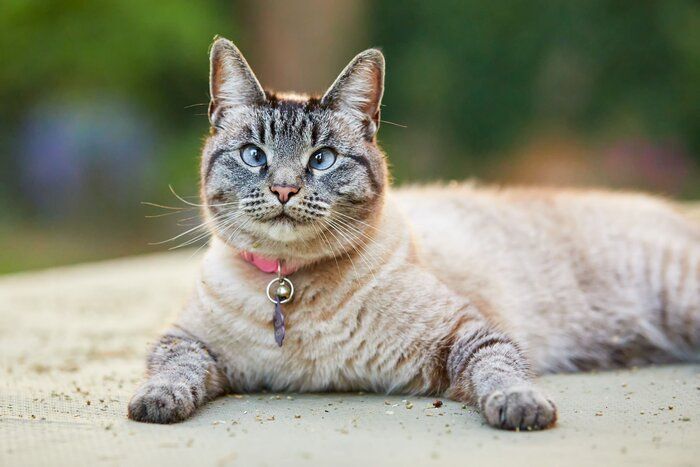 画像/iStock、Getty Images Plus