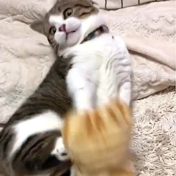 マンチカン