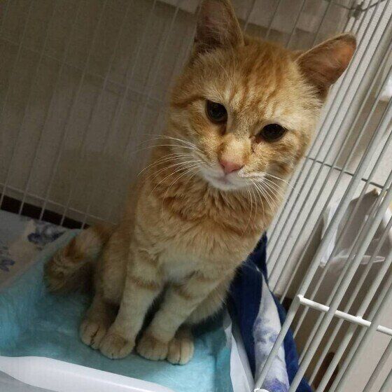 見つめる猫