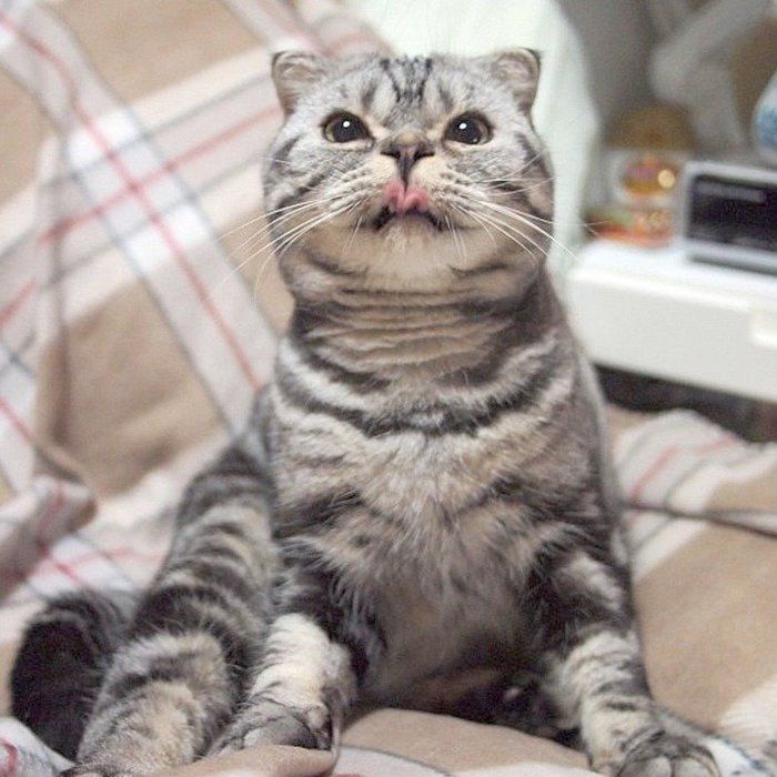 @tacos_cat