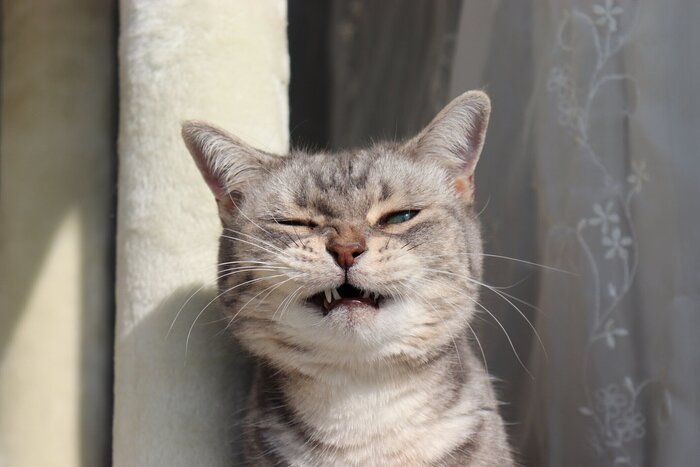 しかめっ面の猫