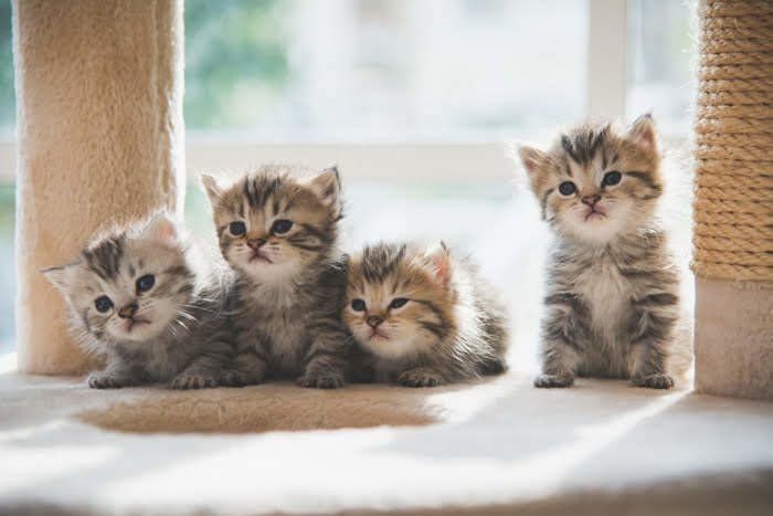 猫タワーの上で何かを見つめる子猫たち